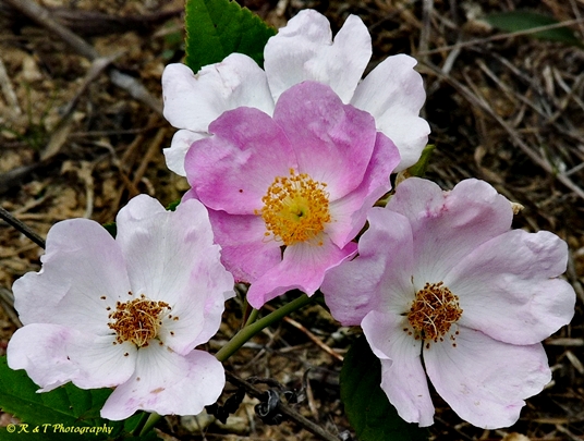 {Rosa setigera}